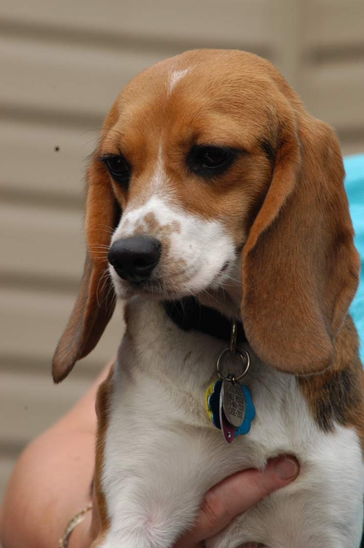 beagle ear common health infections rescue yeast league inc bacterial types