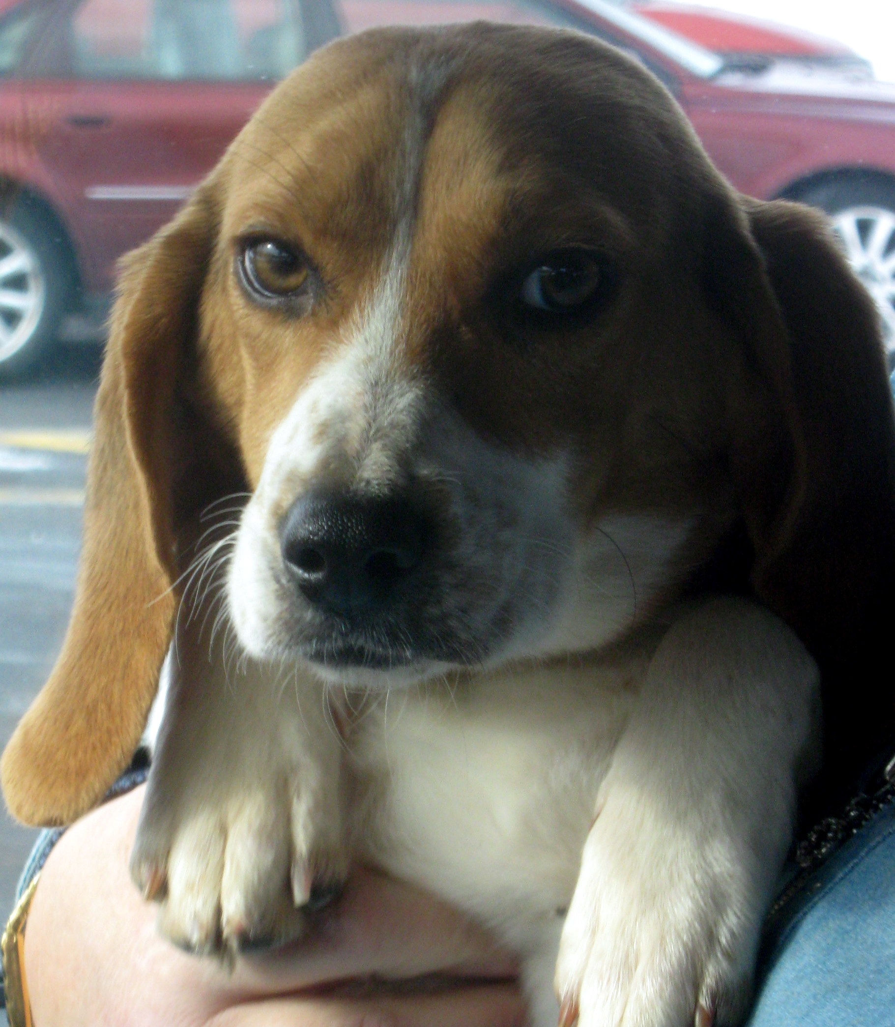 rescue beagles for adoption