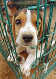 laboratory beagles for adoption