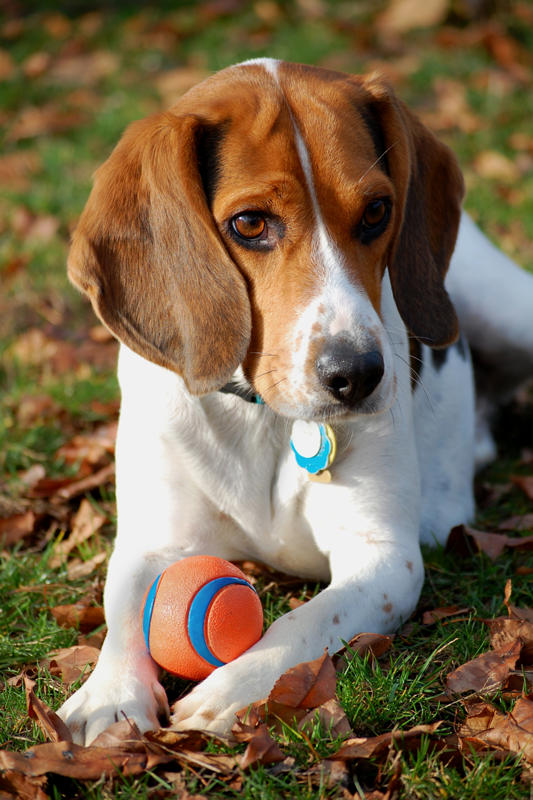 Beagle Rescue League, Inc. » Beagle Info